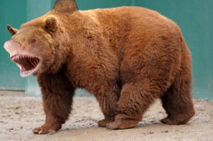 Diego Armando Gómez 3